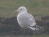 Caspian Gull at Barling Rubbish Tip (Steve Arlow) (24630 bytes)